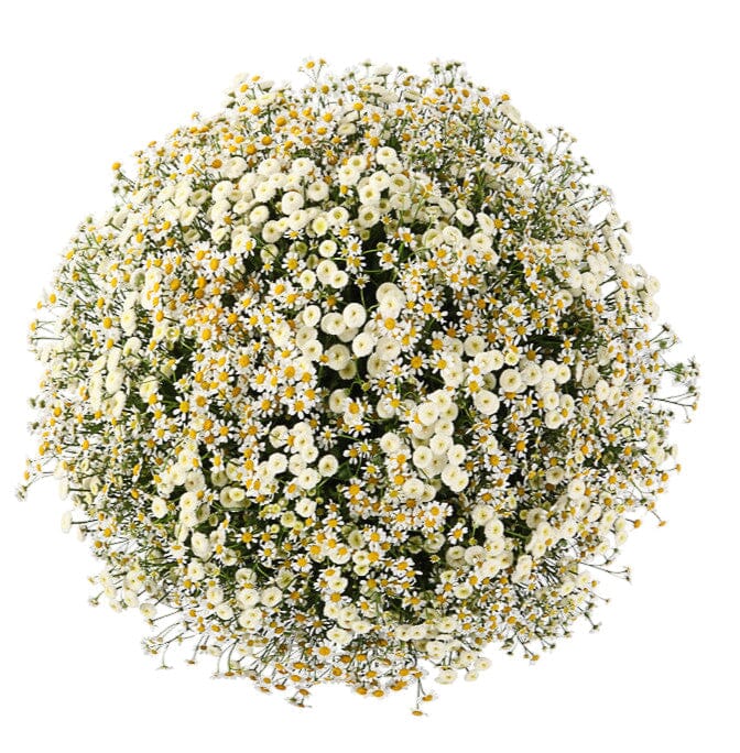 Delightful Duo Tanacetum Bouquet