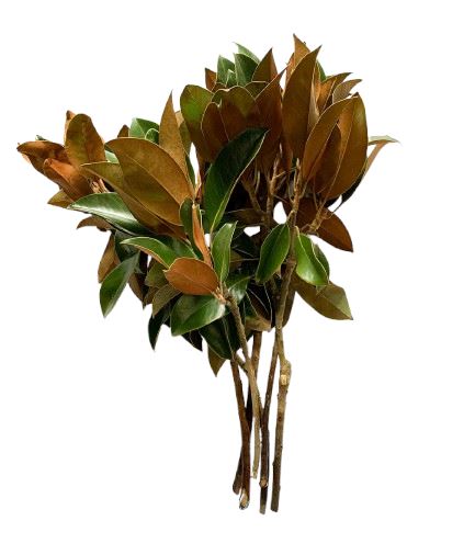 Fresh Magnolia Leaf: Perfect for Seasonal Decor and Crafting