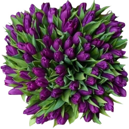 Deep Purple Tulips Bouquet