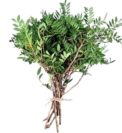 Fresh Pistacia Foliage | Perfect Greenery for Floral Arrangements